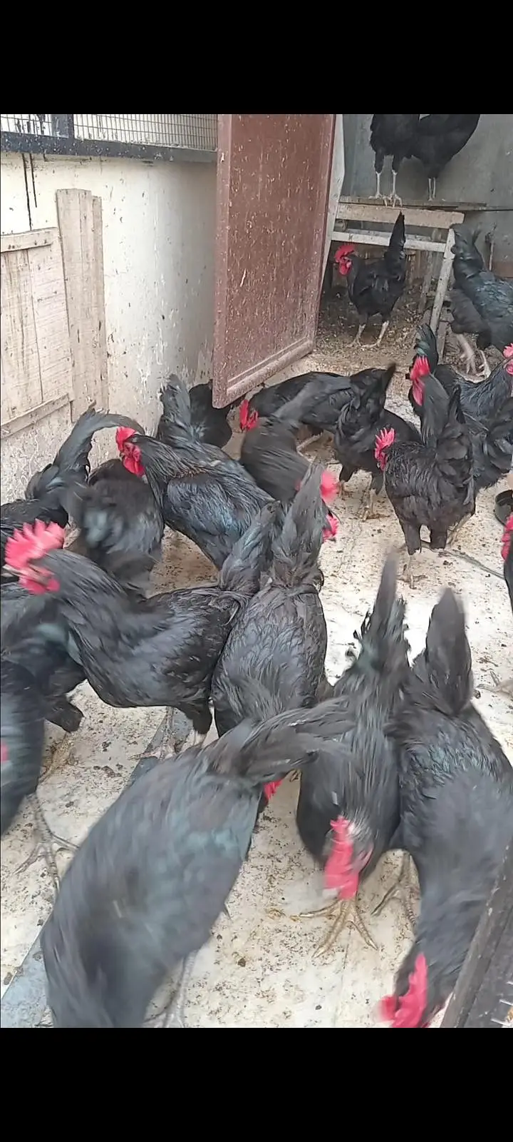 austrolope eggs and hens for sale — photo 2