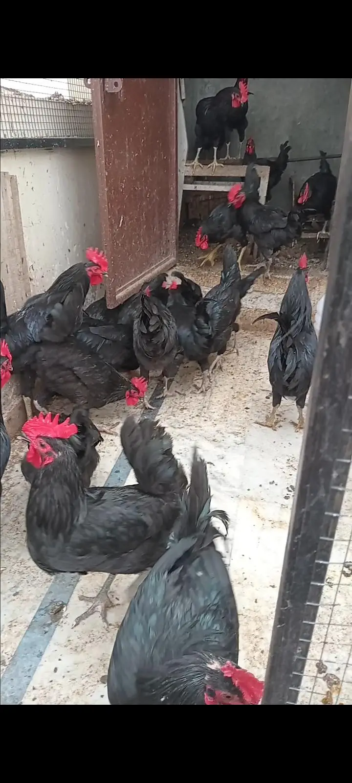 austrolope eggs and hens for sale — photo 3