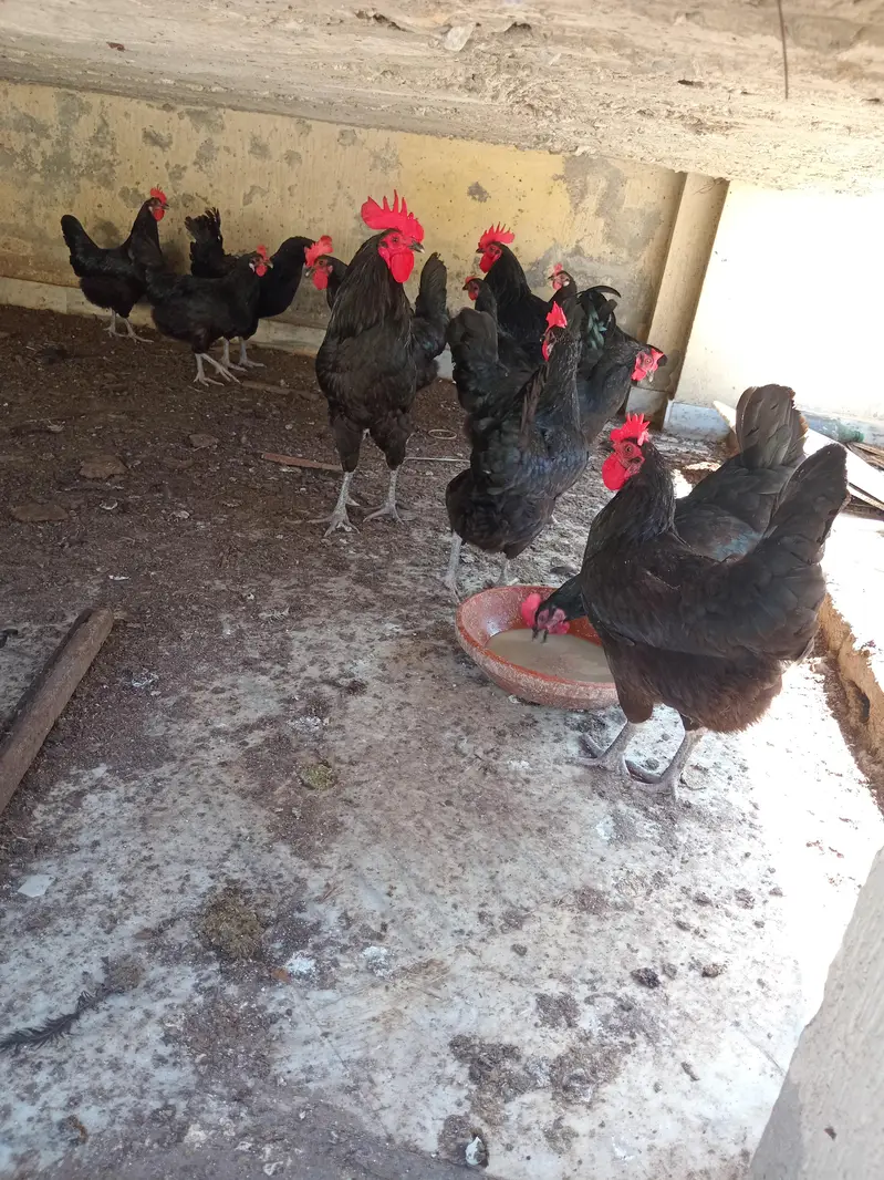 austrolope eggs and hens for sale — photo 5