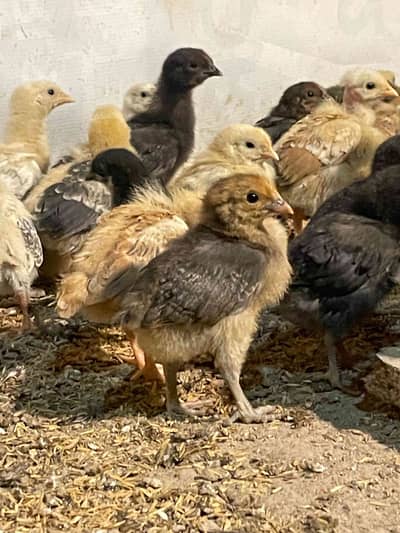 Ashraf poultry services islmabad