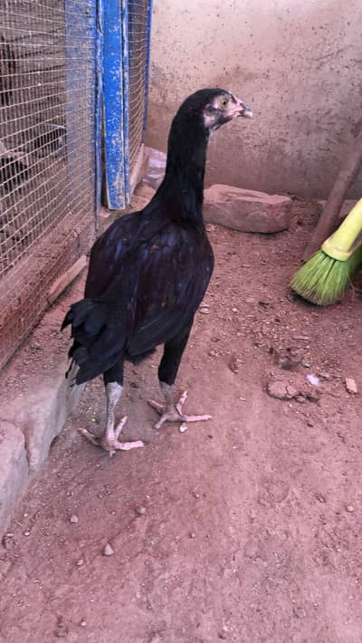 3 months 2 females and chicks 15 days