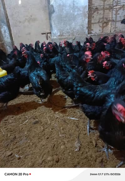 luman Black hen/golden chick's/ eggs laying hens |/pathy pathiya