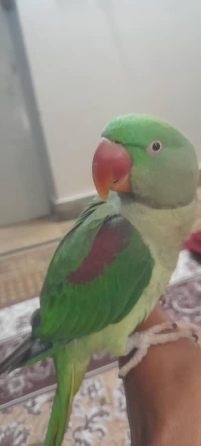 Raw parrot for sale