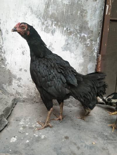 Aseel Hen with Chicks