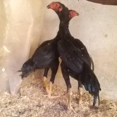 o shamo chicks  03141439675