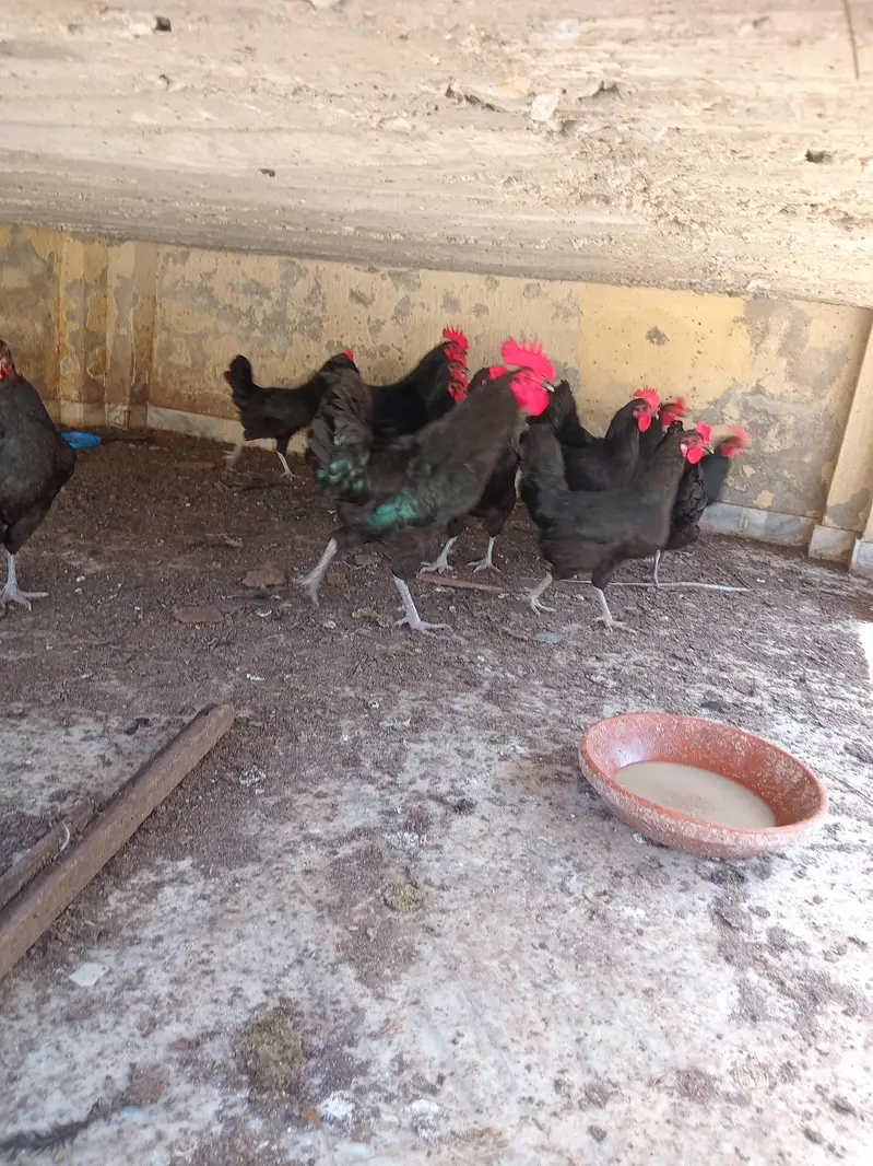 austrolope eggs and hens for sale — photo 6