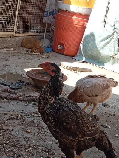 mianwali murgi Ando wali murgi