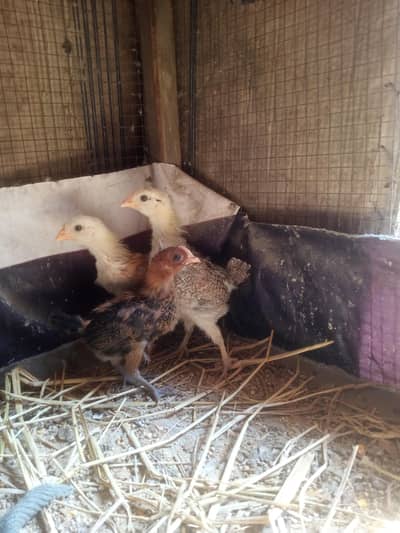 3 Golden Misri chicks for sale in Ramgarh Mughalpura Lahore