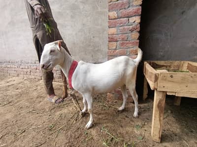 Pure Gulabi white Teddy Goat