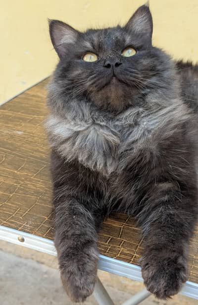 Persian Male Cat Triple Coated