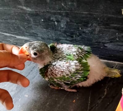raw parrot chick