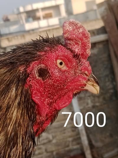 Aseel Birdes High quelity