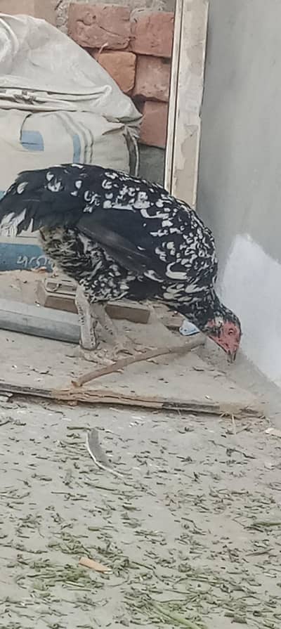 Aseel Birdes High quelity