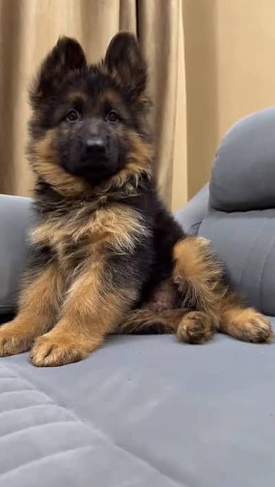 German shepherd puppies available