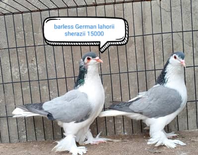 fancy pigeon | kabutar| Jacobin|  frillback saddle | amarican fantail|