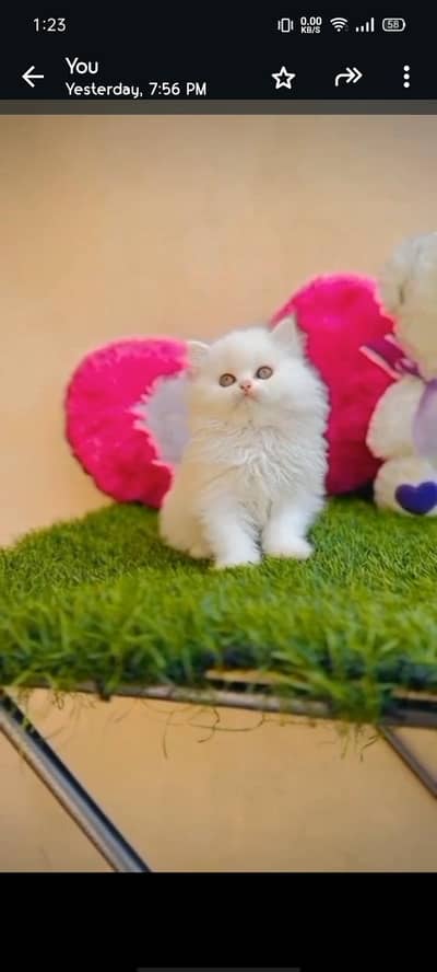 Persian male / female kittens available for new home