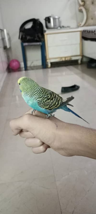 fully tamed parrot