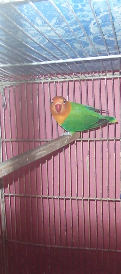 green opline split palfallow albino parbillue crimino pastel ino