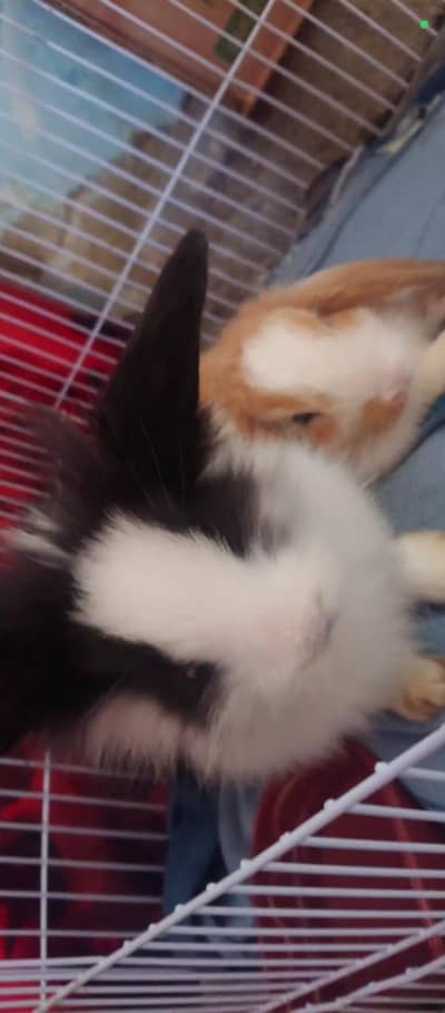 Holland lup and lion head bunny