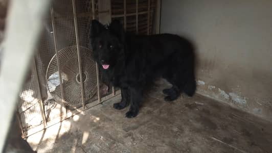 German shepherd puppies for sale / puppy / GSD pup / german shepherd