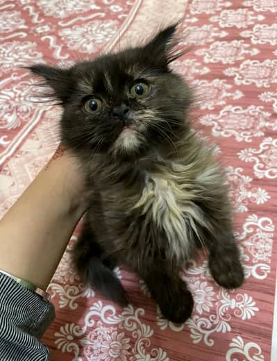 Persian pair kitten