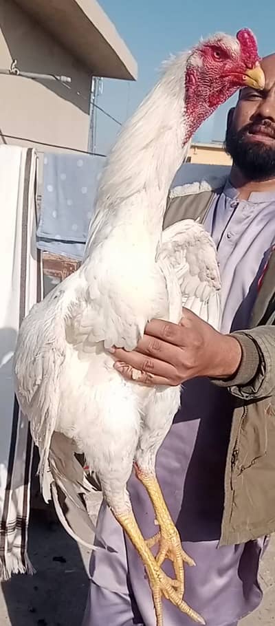 White Shamo excellent Quality