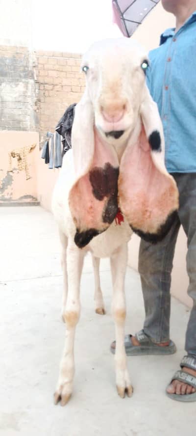 kajla sargoda 10 month