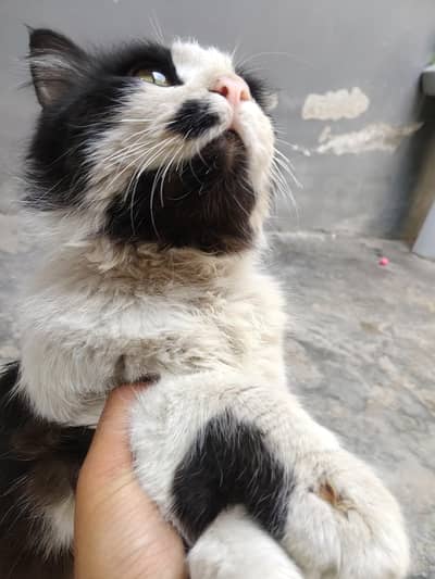 Beautiful Male Semi-Long Hair Cat for Sale