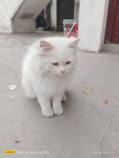 healthy active male cat good loking yellow eyes