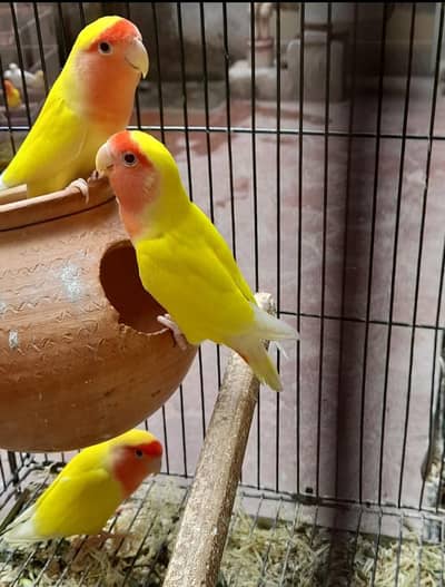 bird for sale  breeder pair raheem chowk kumharanwala