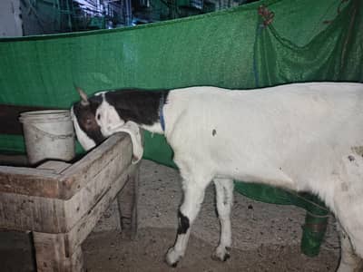 Qurbani Bakray 2026 For sale