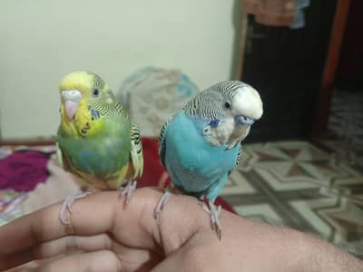 Hand tamed budgies