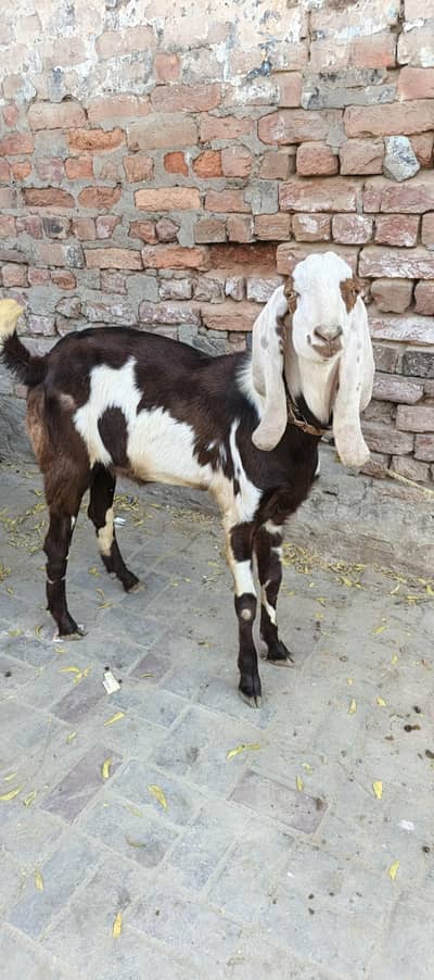 Bakra For Sale