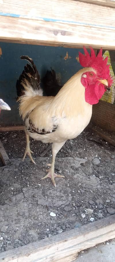 Golden misri 4 hens & 2 layer chiks