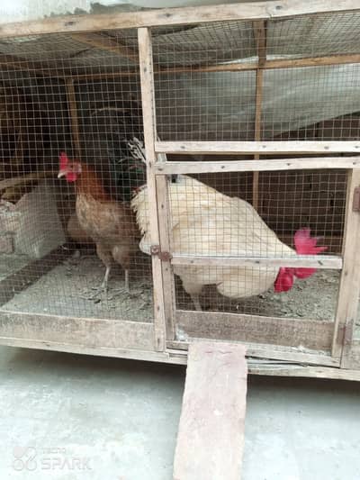 ایک دیسی مرغی مرغا اور پینجرہ