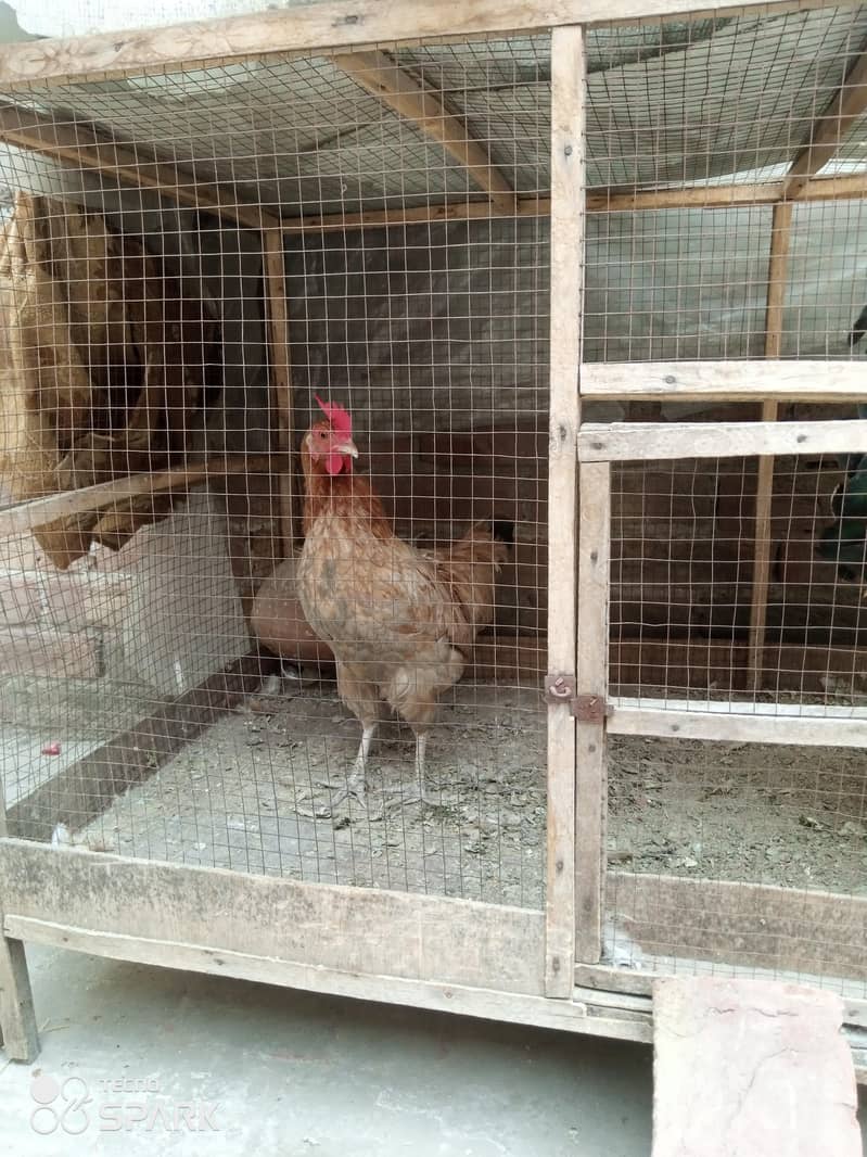 ایک دیسی مرغی مرغا اور پینجرہ 1