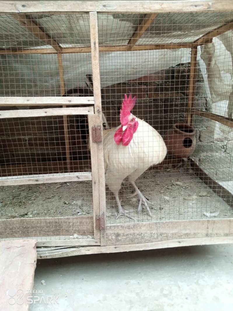 ایک دیسی مرغی مرغا اور پینجرہ 2