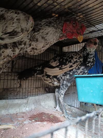 murga shyamu cross hai pair03074256570