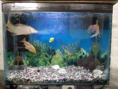 Aquarium with 3 Fishes