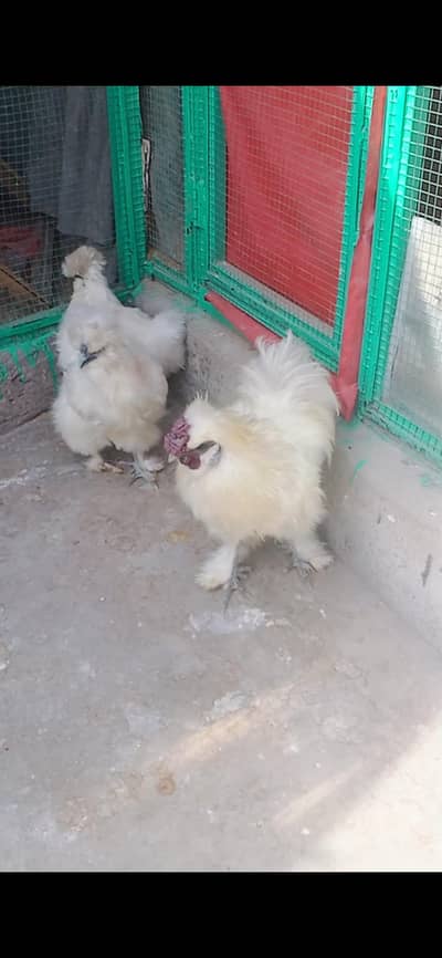 outstanding quality white silkie blue  five fingers chicks