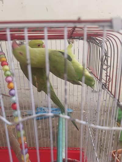 Ring neck Parrot | Green Parrot | breeder pair | Parrots | Raw Parrots