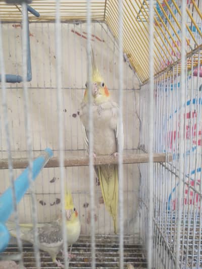 urgent sale Cocktail Pair And 2. Chicks Cage And Box and love birds +