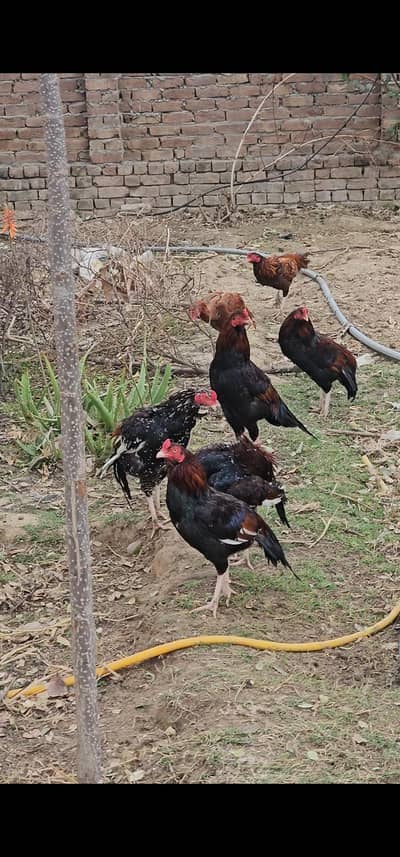 total 5 pieces available