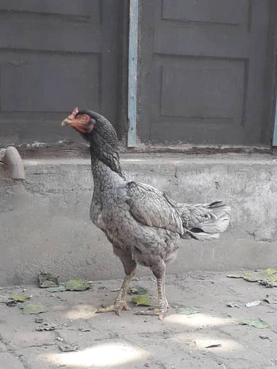 03035410000 call or whatsap