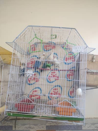urgent sale Cocktail Pair And 2. Chicks Cage And Box and love birds +