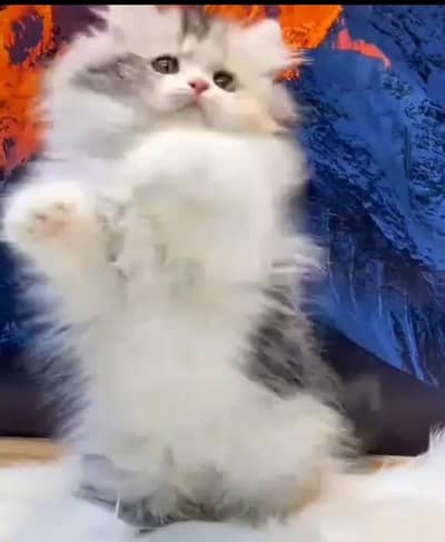 Persian Cats & Kittens for Sale may WhatsApp 03126762031