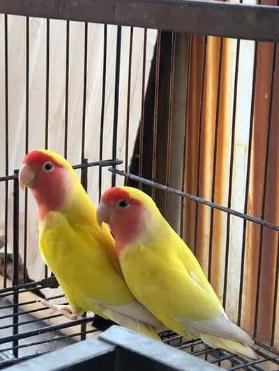 lutino breeding pair