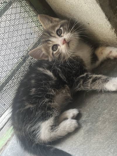 4 persian cats (2 kittens 50 days)( aik male 3 month)aik breeder femal