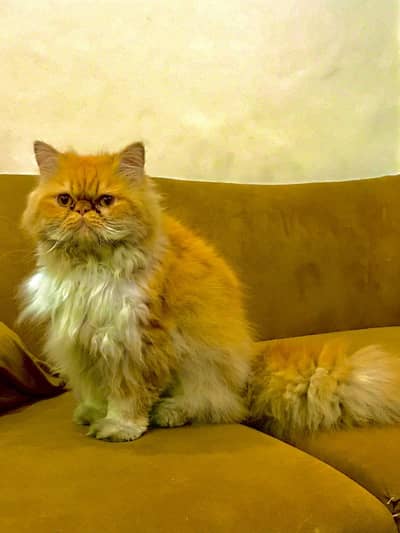 Persian Male Cat available for sale