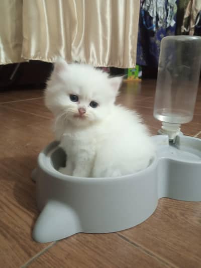 punch face white extra long hair kitten